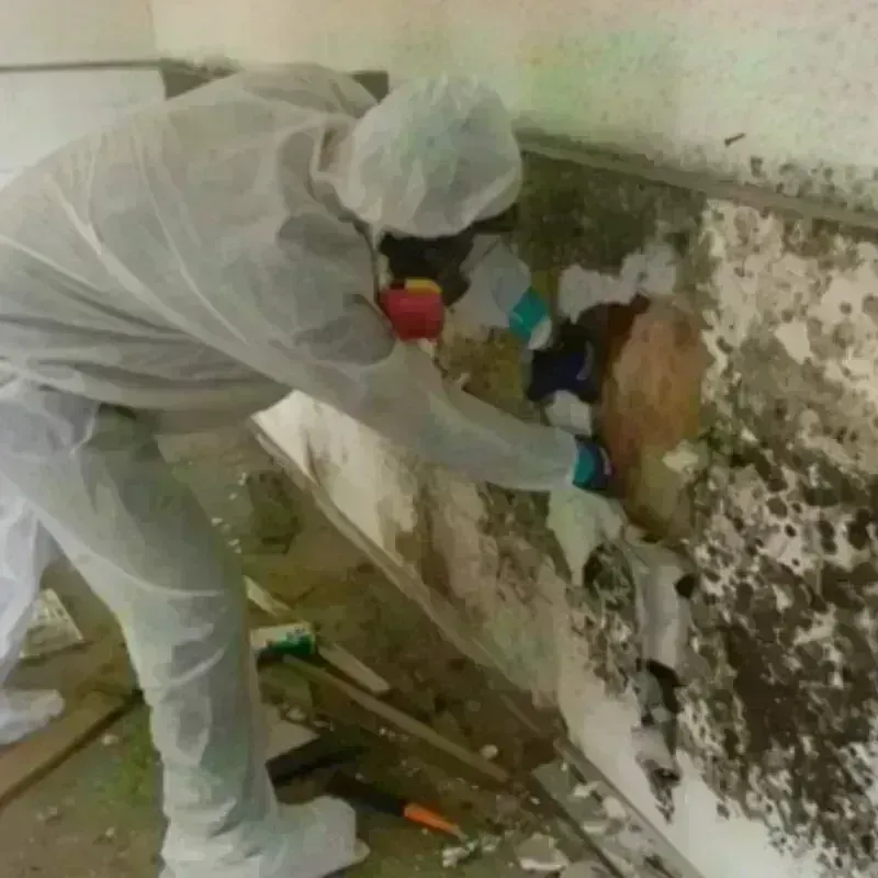 Mold Remediation and Removal in Garland, UT